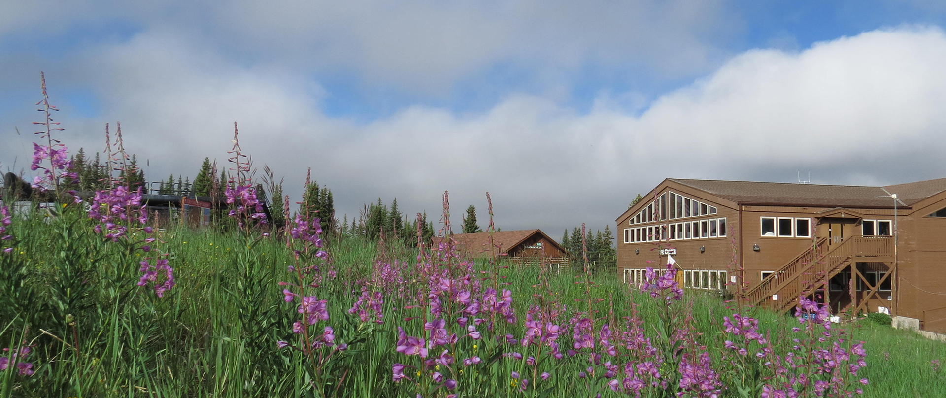 wildflowers and the Cooper Lodge